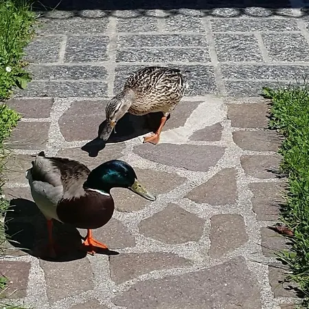 A Step From The * דרביו