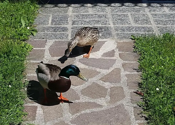 A Step From The * Dervio